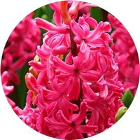 Hyacinthus