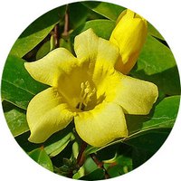 Jazmin Amarillo - Jasminum Mesnyi