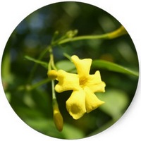 Jazmin Amarillo - Jasminum Mesnyi