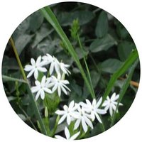 Jasminum Amplexicaule Elegans