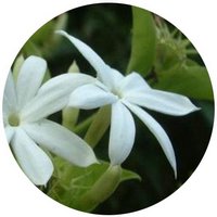 Jasminum Cinnamomifolium