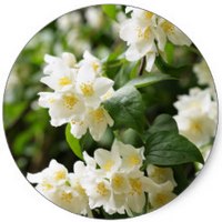 Jazminum Grandiflorum