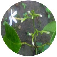 Jasminum Lanceolarium