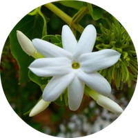 Jasminum Sambac