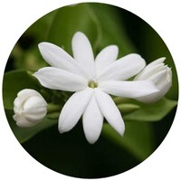 Jasminum Sambac