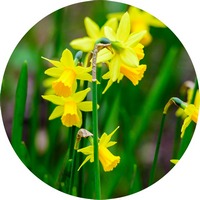 Narcissus Jonquilla