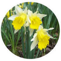 Narcissus Jonquilla