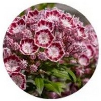 Kalmia - Mountain Laurel