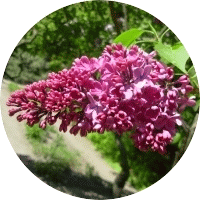 Syringa Vulgaris