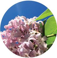 Syringa Vulgaris
