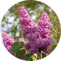Syringa - Lila