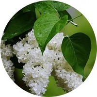 Syringa - Lila