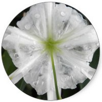 Hymenocallis Littoralis