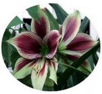 Sprekelia Formosissima - Lirio Azteca