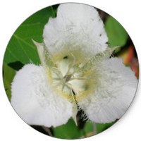 Lirio Mariposa - Calochortus Nuttallii