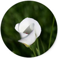 Lirio Mariposa - Calochortus Nuttallii