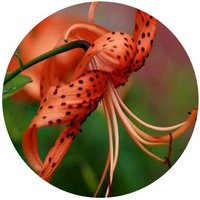Lilium Distichum