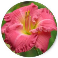 Hemerocallis - Daylily