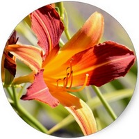 Hemerocallis - Daylily