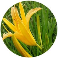 Hemerocallis - Daylily