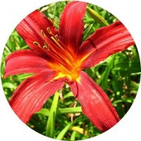 Hemerocallis - Daylily