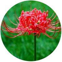 Lycoris Radiata