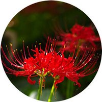 Lycoris Radiata