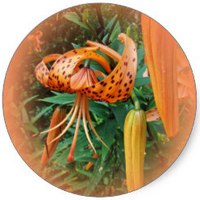 Lilium Martagon