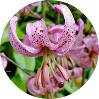 Lilium Martagon