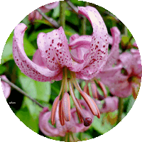 Martagon Lily
