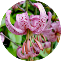 Martagon Lily