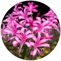 Nerine Sarniensis