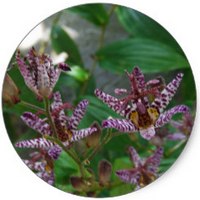 Lirio Sapo - Tricyrtis
