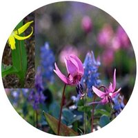 Erythronium Japonicum