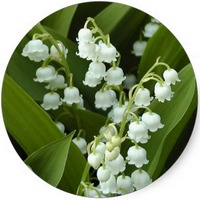 Convallaria Majalis-Muguet