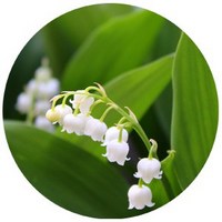 Convallaria Majalis-Muguet-Lirio del Valle