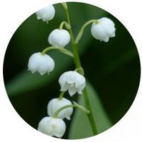 Convallaria Majalis-Muguet-Lirio del Valle
