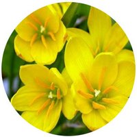 Zephyranthes Citrina