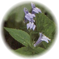 Lobelia