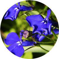Lobelia Inflata