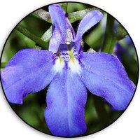 Lobelia Inflata