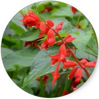 Lobelia Cardinalis