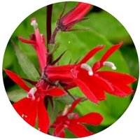 Lobelia Cardinalis
