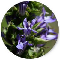 Lobelia Siphilitica