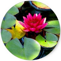 Loto: Nelumbo Nucifera
