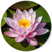 Loto: Nelumbo Nucifera