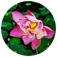 Loto: Nelumbo Nucifera