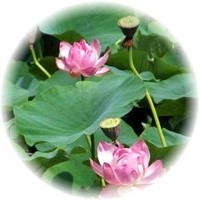 Loto - Nelumbo