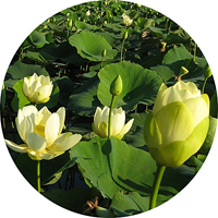 Yellow Lotus