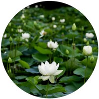 Loto - Nelumbo